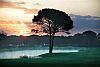 Montgomerie Baum mit Nebel Belek